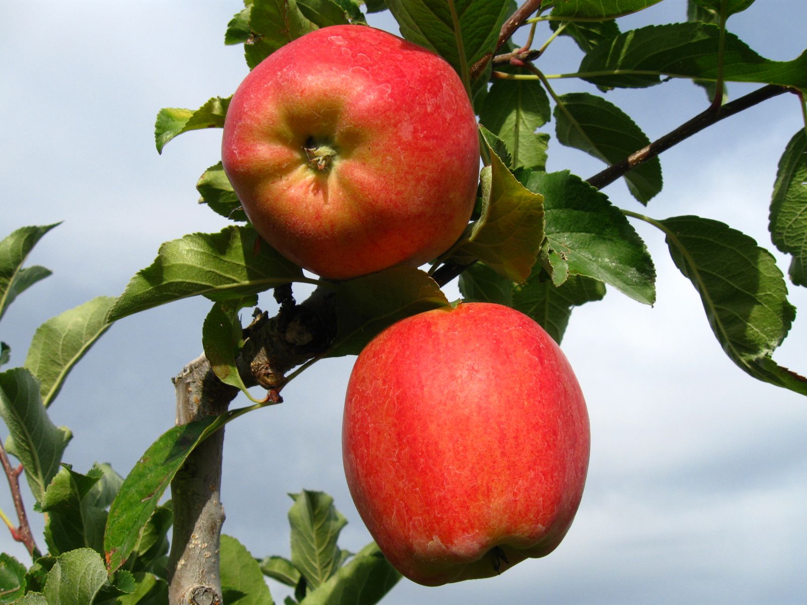 Apple Varieties BC Tree Fruit Production Guide